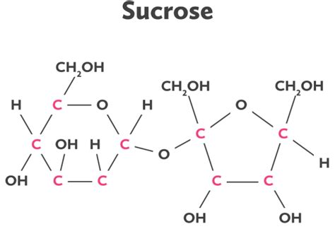 Lewis Structure Sucrose Diagram What And How Your Body Metab