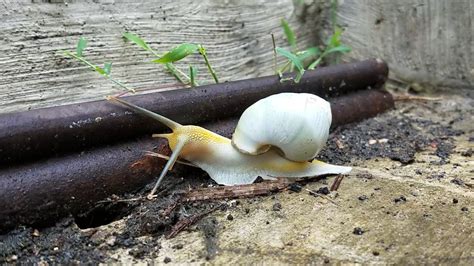 Menemukan Siput Putih Albino Berburu Mencari Bekicot Besar YouTube