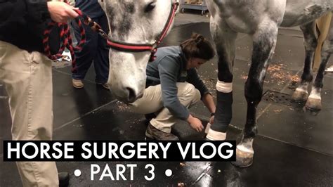 My Horse Gets Surgery Part 3 Youtube