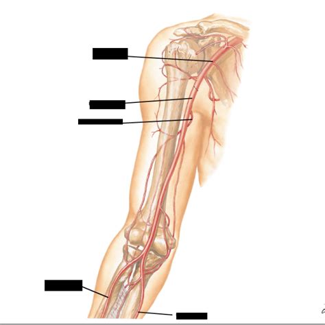 Brachial Artery And Anastomes Diagram Quizlet