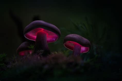 Beautiful Mushrooms