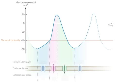 Pacemaker Action Potential Diagram Quizlet