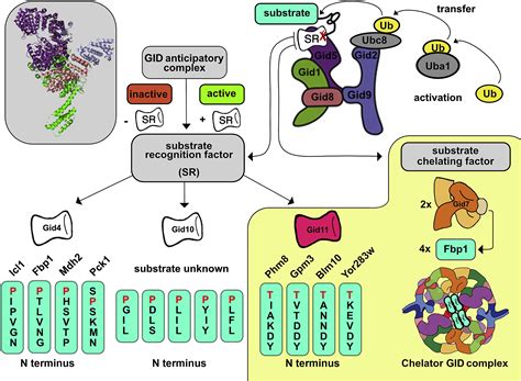 The GID Ubiquitin Ligase Complex Just Reached The Next Level Of