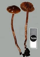 Virtual Mycota Nz Fungi Identification Psilocybe Novae Zelandiae