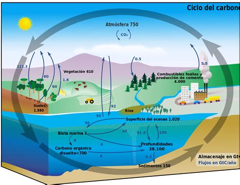 Diagrama De Ciclo De Carbono Pasos Del Ciclo Del Carbono Kulturaupice ...