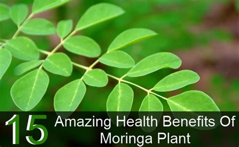 15 Amazing Health Benefits Of Moringa Plant | Find Home Remedy ...