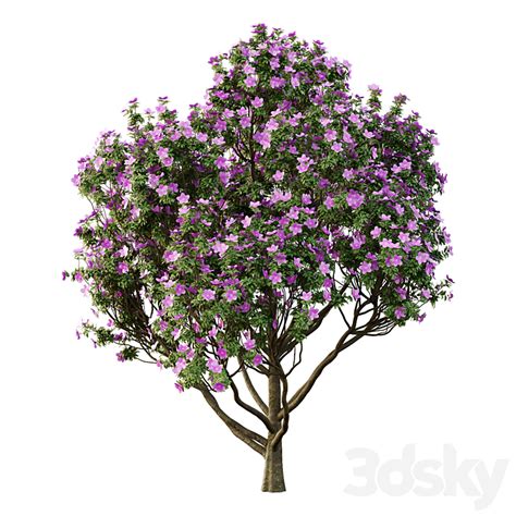 Tibouchina Semidecandra Tree Tree D Model