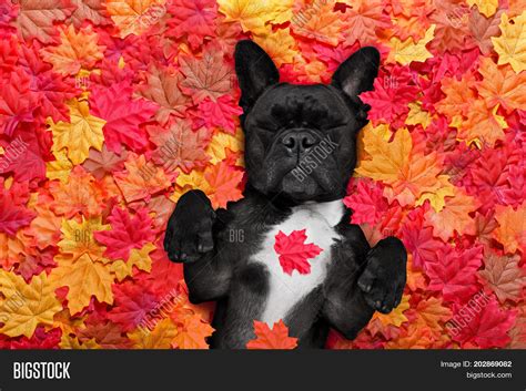 Autmn Fall Leaves Dog Image & Photo (Free Trial) | Bigstock