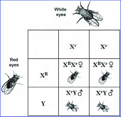 The Eye Color Gene Is Located On The X Chromosome One Of The Download Scientific Diagram