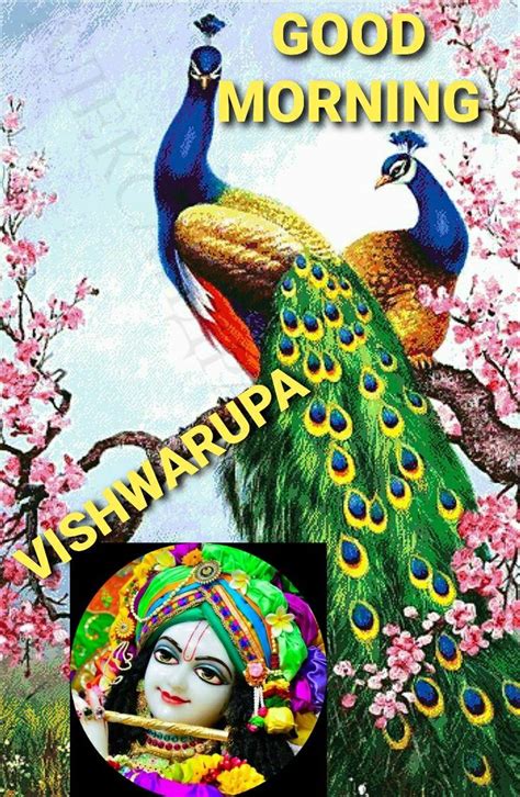 Top 999 Good Morning Peacock Images Amazing Collection Good Morning