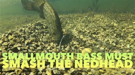 Smallmouth Bass Must Smash The Nedhead Shorts Youtube