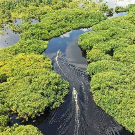 Melihat Taman Nasional Sebangau Dan Tiga Destinasinya Keunikan Wisata