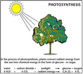 Sensational Chemical Reaction Photosynthesis Equation Of Class 10