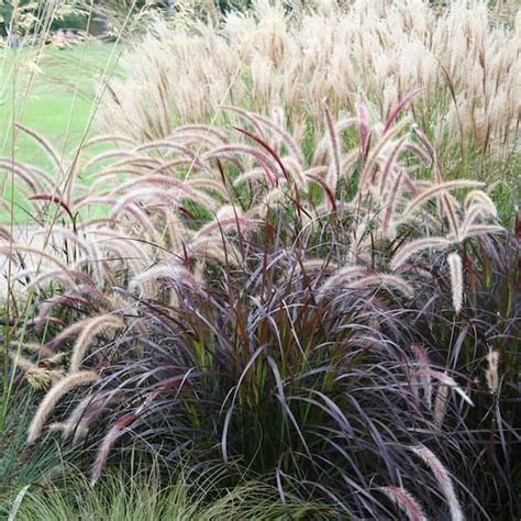 Pennisetum Purple fountain grass - Garden Variety