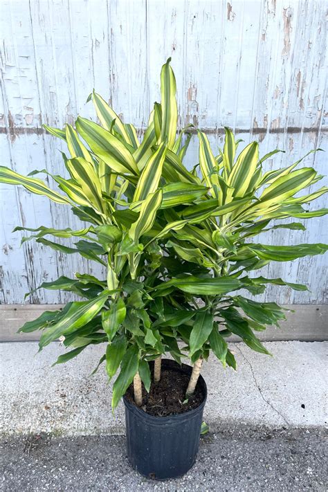 Dracaena Sol Staggered Cane 10 Sprout Home