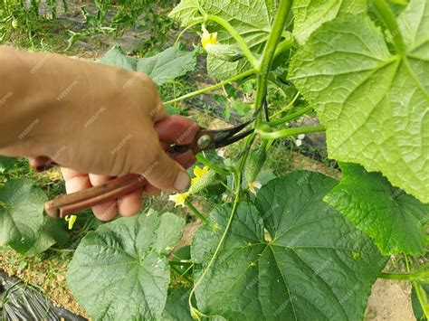 Premium Photo Cucumber Cultivation In Greenhouse Cucumber Pruning In