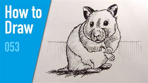 How to draw a hamster | Drawings, Draw, Hamster