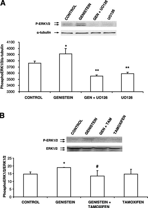 Genistein Activates Extracellular Signal Regulated Kinase Pathway A