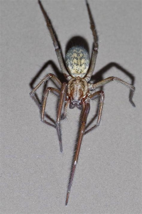 Pająk kątnik domowy - Przyroda polska - Rośliny Zwierzęta Ekologia