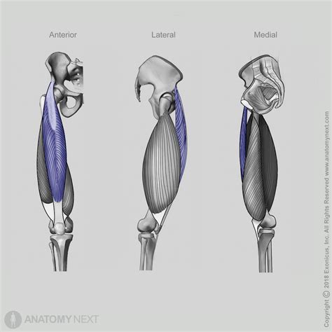 Rectus femoris | Encyclopedia | Anatomy.app | Learn anatomy | 3D models ...