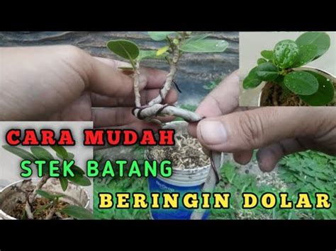 Cara Mudah Stek Beringin Dolar Easy Way Banyan Dollar Stem Cuttings