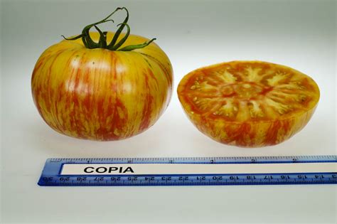 Tomato Varieties (Rutgers NJAES)