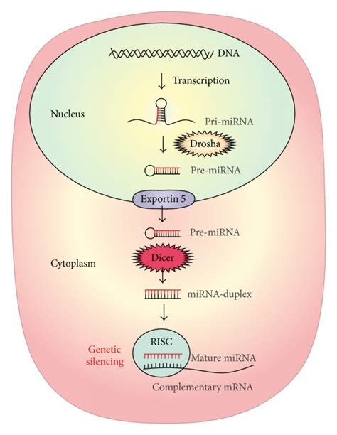 Schematic Representation Of MiRNA Biogenesis And Function The