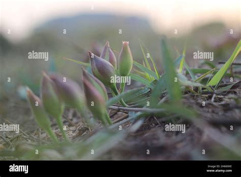 Buds Of Field Bindweed Or Convolvulus Arvensis A Common Lawn And