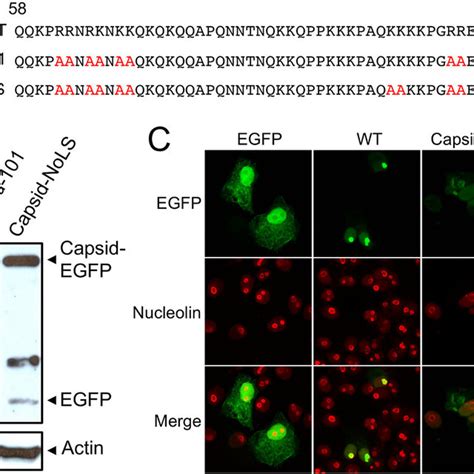 Identification Of The Nucleolar Localization Sequence Of Chikv Capsid