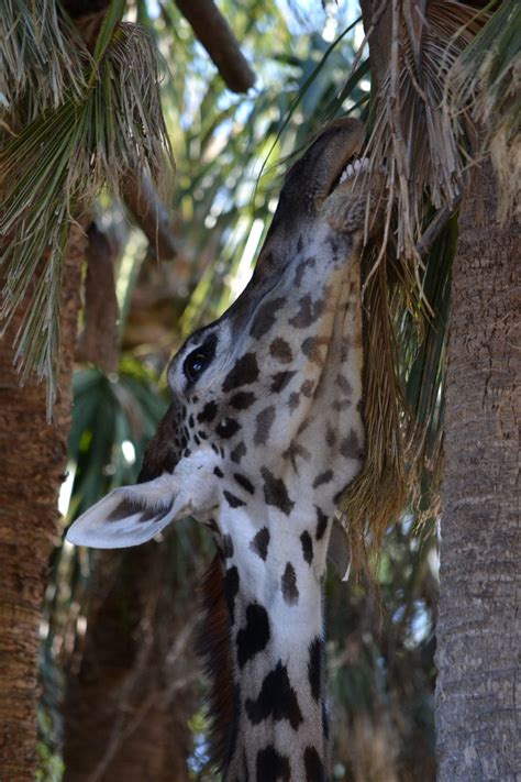 Giraffe Teeth | Smithsonian Photo Contest | Smithsonian Magazine