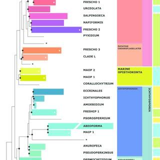 Maximum Likelihood Ml Phylogenetic Tree Of The Opisthokonts