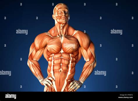 Bodybuilding Anatomy Atelier Yuwa Ciao Jp