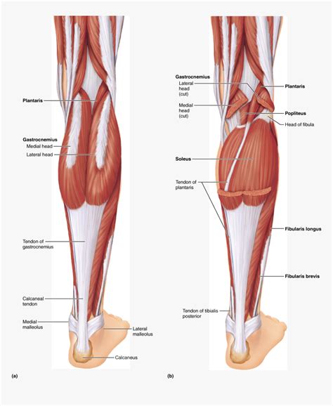 Leg Muscles Diagram Labeled - Leg Muscle Anatomical Structure Labeled ...