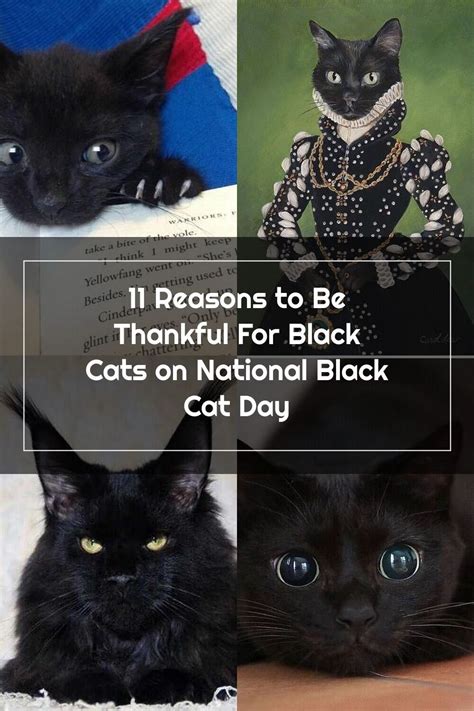 11 Reasons To Be Thankful For Black Cats On National Black Cat Day Meowingtons In 2020 Black