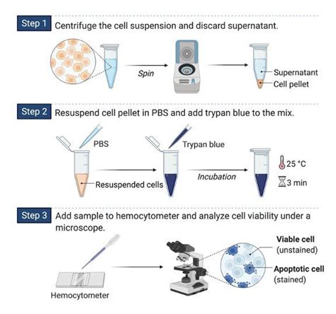 Trypan Blue Exclusion Test Of Cell Viability Full Protocol