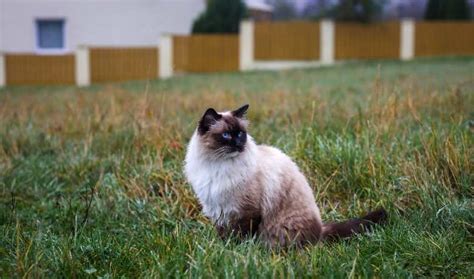 Ragdoll Cat Weight By Age Full Guide - My British Shorthair Cat ...