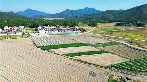 奋战百千万工程 深井镇河西村：盘活土地资源，发展多元化农业种植台山快讯台山市人民政府门户网站