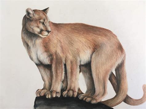 Wampus Cat Species In The Foundation World Anvil