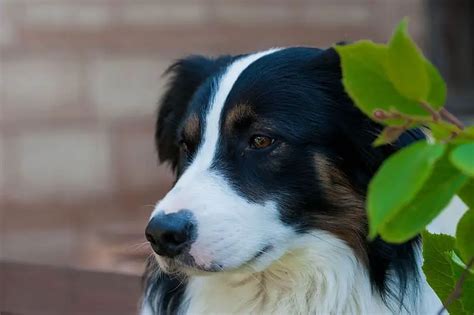 Qu Nombres Usar Para Perros Raza Border Collie Macho O Hembra