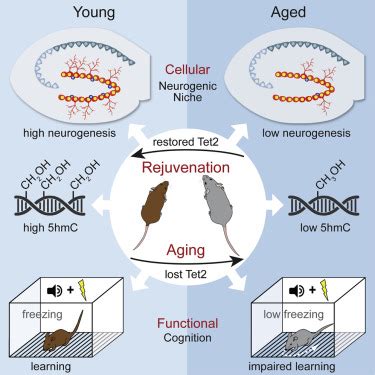 Tet2 Rescues Age Related Regenerative Decline And Enhances Cognitive