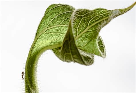 Sunflower leaf - Australian Photography