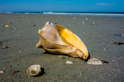 Shell Island In Edisto Beach Sc