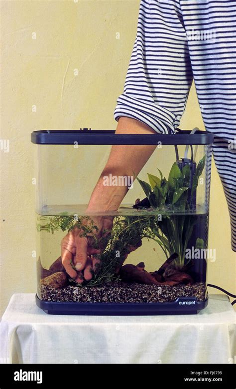 setting up an aquarium, putting plants in the aquarium Stock Photo - Alamy