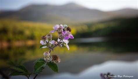 Rubus Ulmifolius Flor De La Zarzamora Delante Del Moncayo Flickr