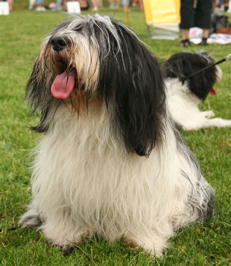 Polish Lowland Sheepdog Information - Dog Breeds at thepetowners