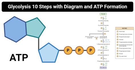 Glycolysis Diagram Simple