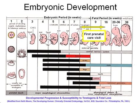 Stages Of Prenatal On Emaze