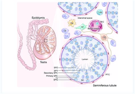 Organization Of The Testis A Diagrammatic Cross Section Of The Testis