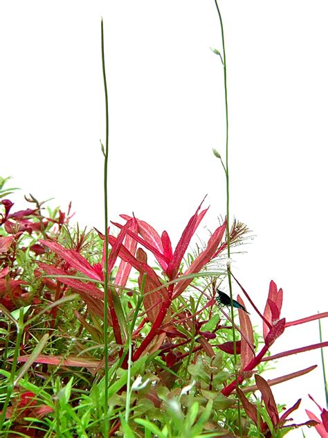 4 Tips For Achieving Red Aquarium Plants — Buce Plant