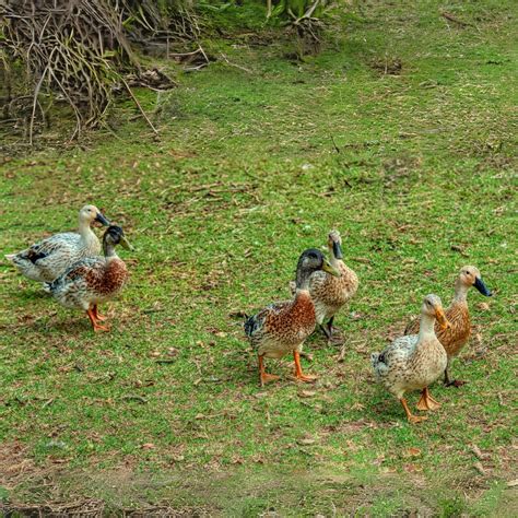 Hatching Eggs: Welsh Harlequin Duck - My Pet Chicken